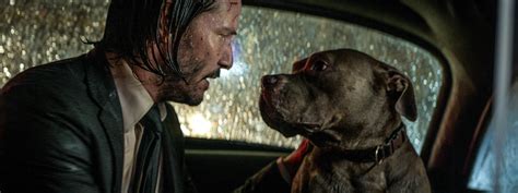 dog breed john wick 3|Not Just Puppies: How ‘John Wick: Chapter 3—Parabellum’。